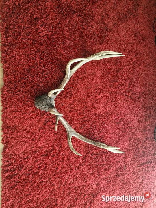 ROGI POROŻE OKAZJA Nowy Sącz