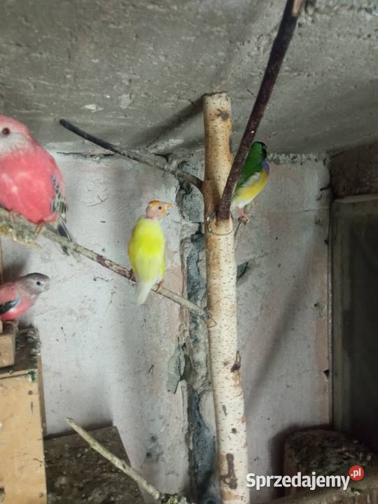 Amadyny wspaniałe para małopolskie Myślenice