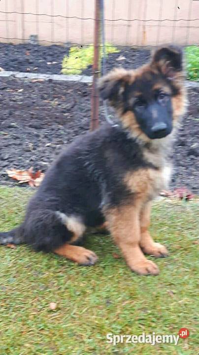 Piękne szczeniaki owczarka niemieckiego podkarpackie