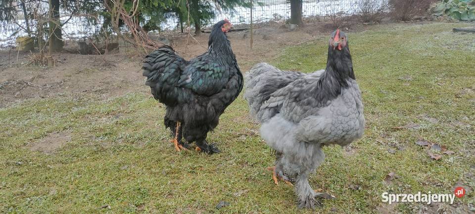 Kochin olbrzymi czarny lubelskie Tokarówka sprzedam