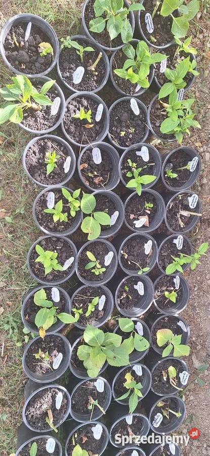 Hortensja ogrodowa małopolskie Przyszowa