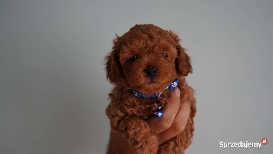 Piesek Maltipoo Brzozie
