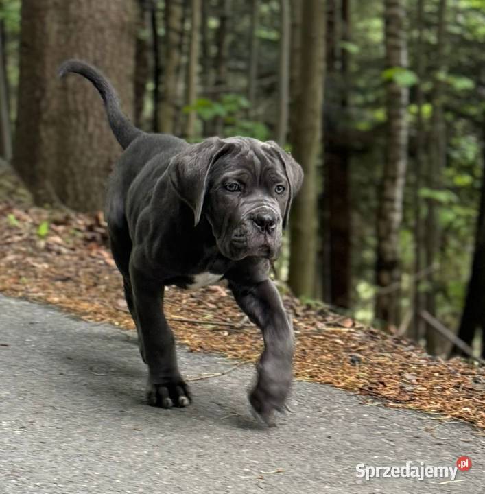 Szara suczka Cane Corso ZKwPFCI Rzeszów