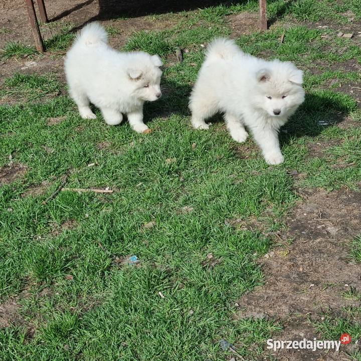 Samoyed chlopiec Mogilno