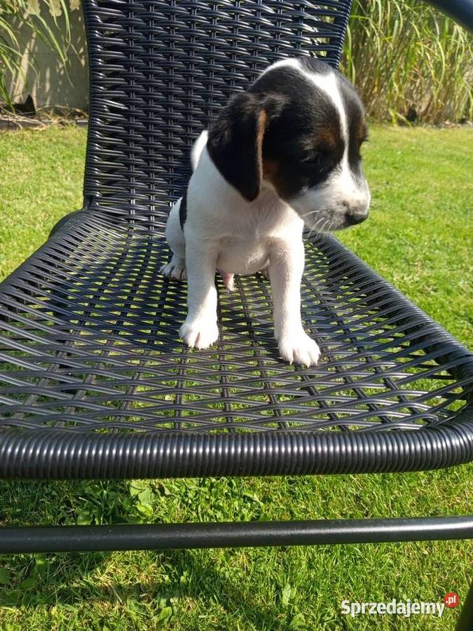 Jack Russell Terrier Kamieńskie Młyny