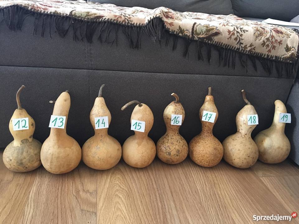 Suche tykwy z nasionami Augustów