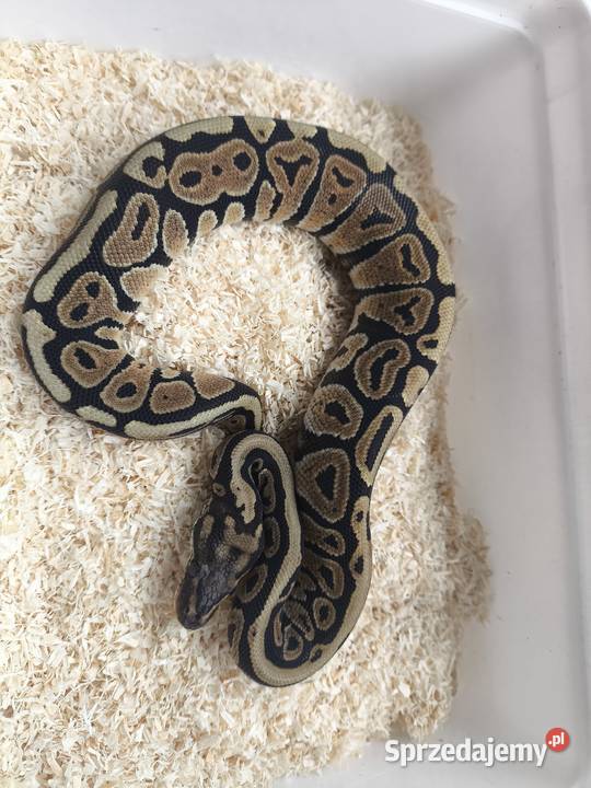 Pyton królewski samica 207 Boruja Kościelna
