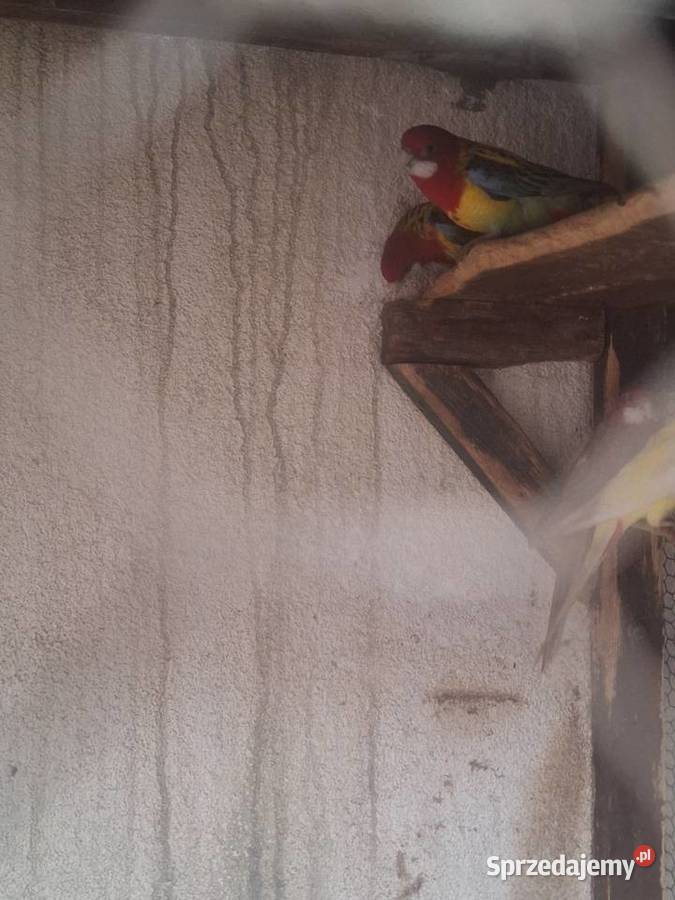 Rozelle białolice Szubin