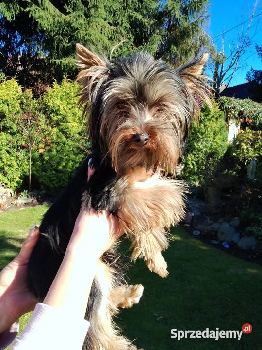 Sprzedam Yorkshire terrier Tanowo