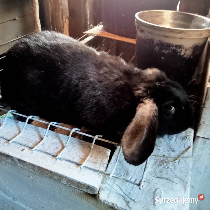 Sprzedam młodą kotna samice królika Gryzonie Trzepnica