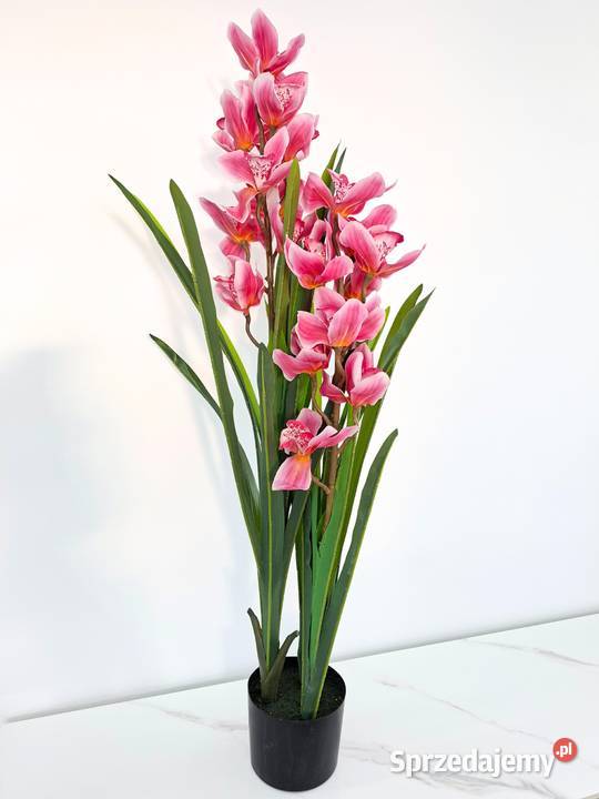 Storczyk sztuczny Cymbidium w doniczce 105 Golkowice