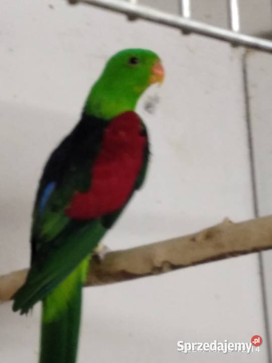 Sprzedam papugi czerwono skrzydłe Świerklany