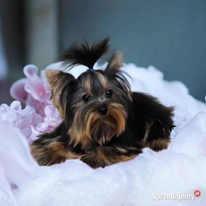 Piękny Maleńki York komplet dokumentów Większy opolskie Opole sprzedam