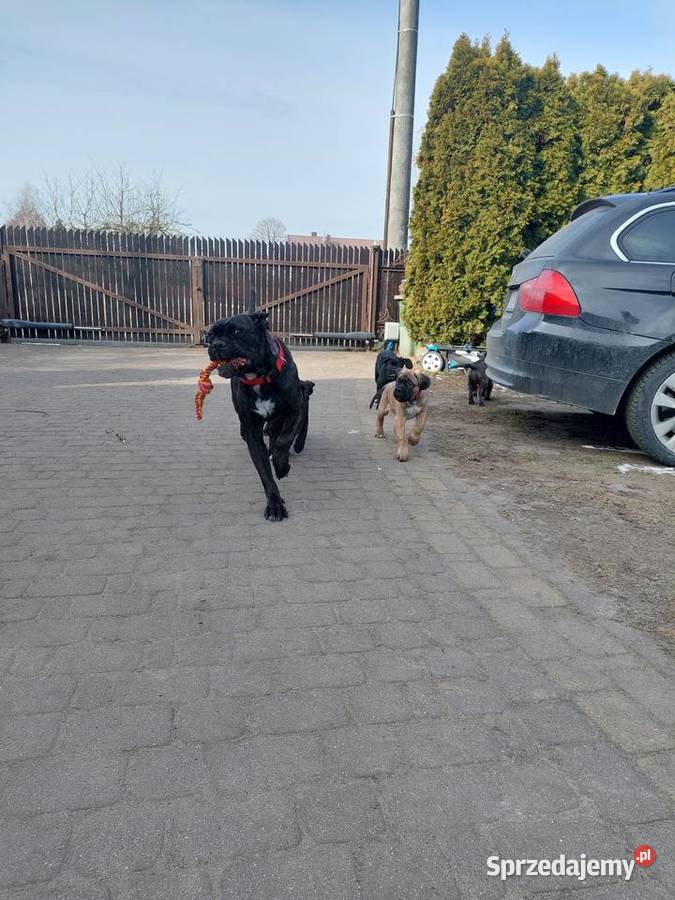 Amorek Arielka i Aza szukają idealnego domku Cisie