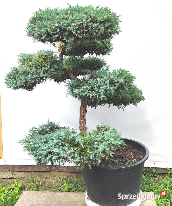 Bonsai Niwaki Jałowiec Blue Carpet