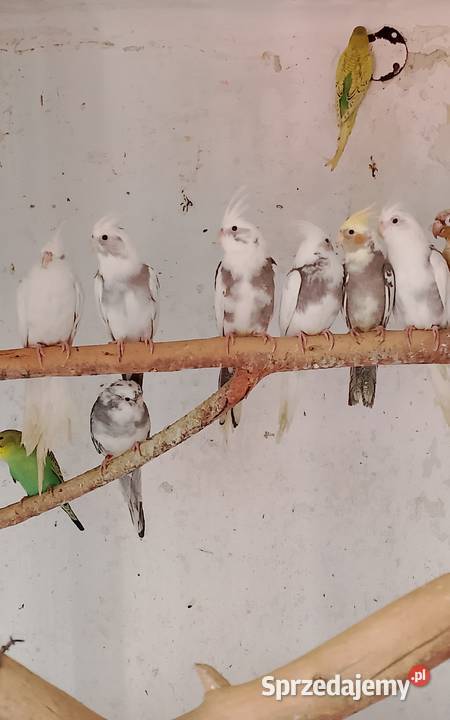 Nimfy stado 8 Strzeleczki