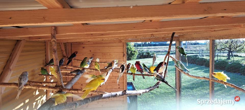 Sprzedam papugi widoczne na zdjęciach Konin