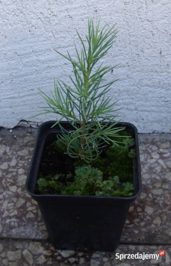 CEDR ATLASKI CEDRUS sadzonki w doniczkach Ogród Ustronie