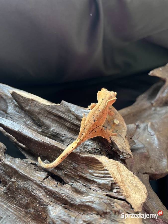 Gekon orzęsiony ciliatus crested gecko Rybnik sprzedam