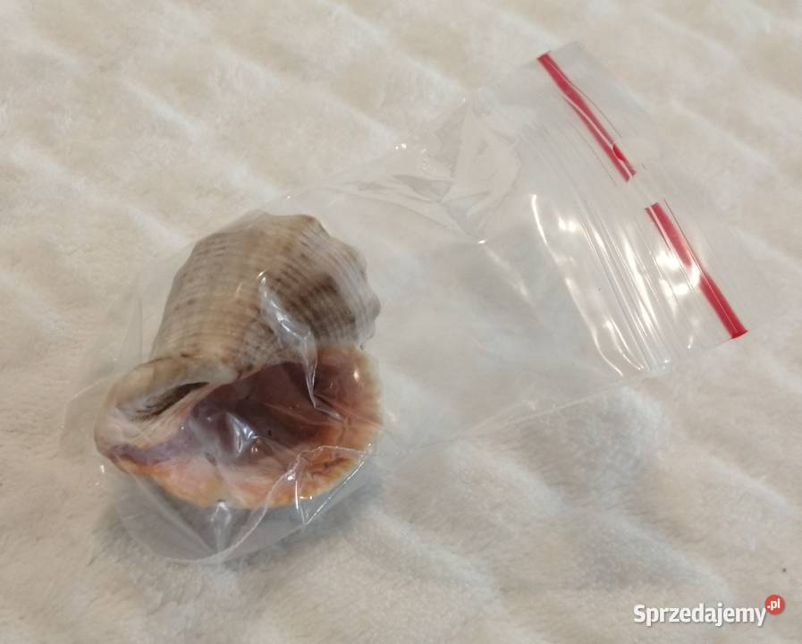 Muszla 48 60 Kreatywne Czeladź