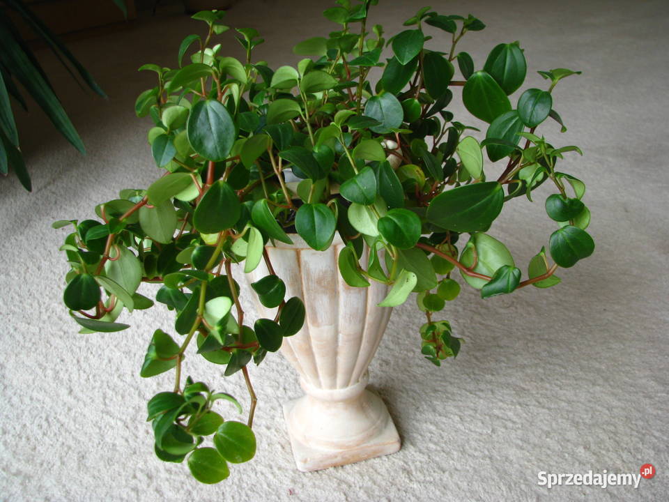 Mulenbekia piękna zdrowa roślinka ozdobna zielony Brzegi