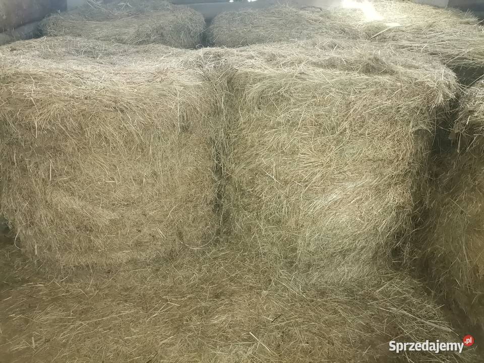 Bele sianokiszonk Trawy, słoma