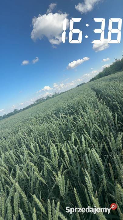 Pszenica argument że zbiorów 2025 młynkowaną Podole