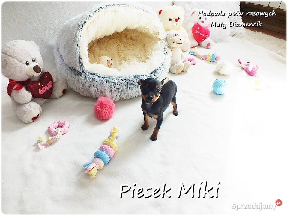 Pinczer miniaturowy Ratlerek tzwsarenka MINI Żary sprzedam