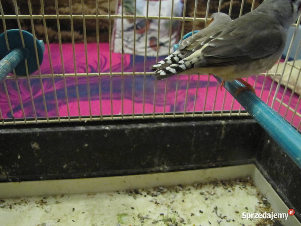 Sprzedam zeberki Ptaki Toruń