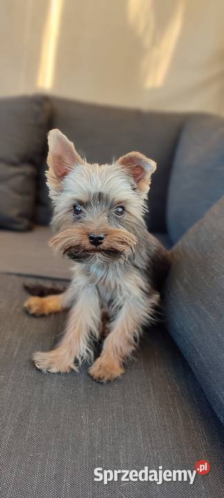 Yorkshire terrier chłopak