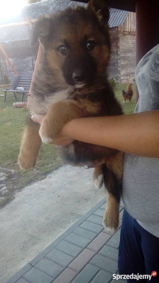 Owczarki niemieckie szczenie