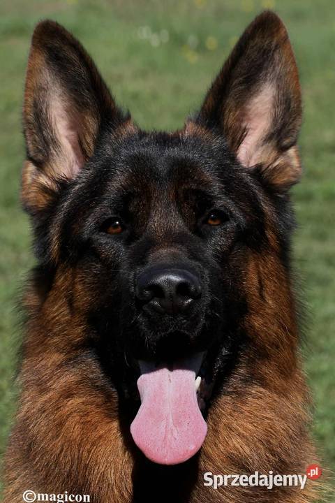 Owczarek niemiecki szczenieta FCI sprzedam