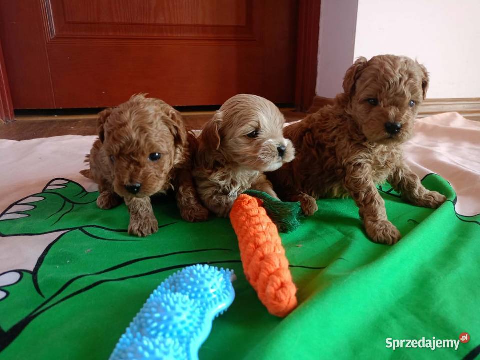 Maltipoo f1b Piesek Pozostałe małopolskie Miechów sprzedam