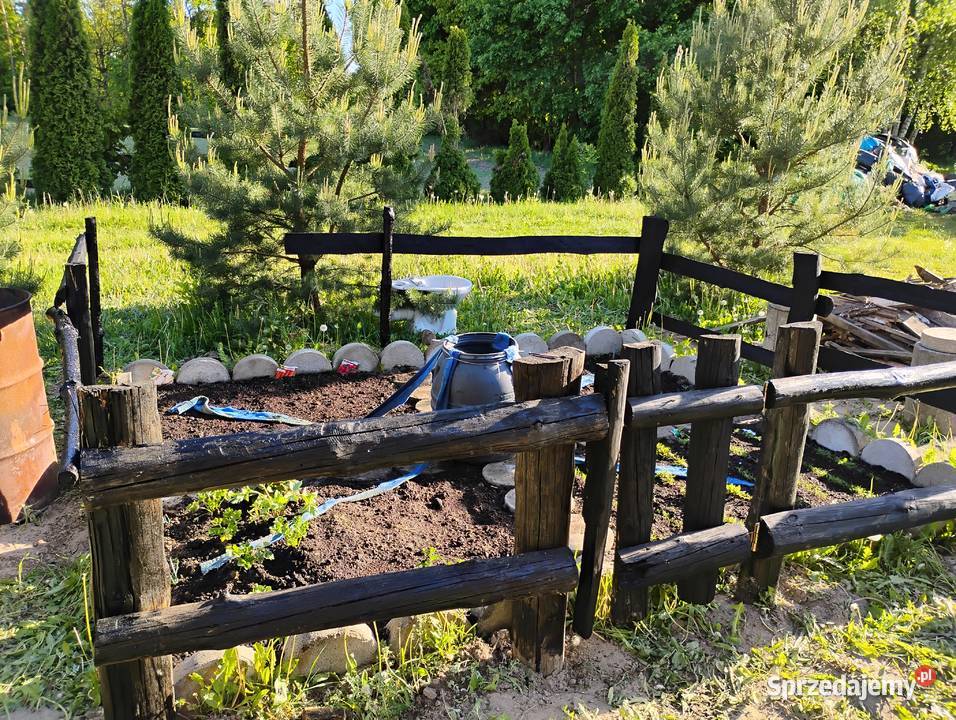 Sprzedam siedlisko z domkiem z bala w pięknej 66zł/m2