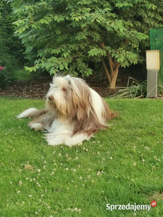 BEARDED COLLIE FCI do rezerwacji Miot w marcu Pozostałe Przygodzice sprzedam