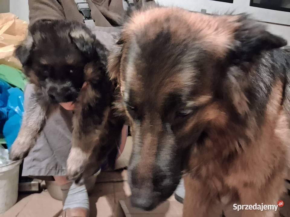 Rasowe Owczarki Niemieckie Niepołomice