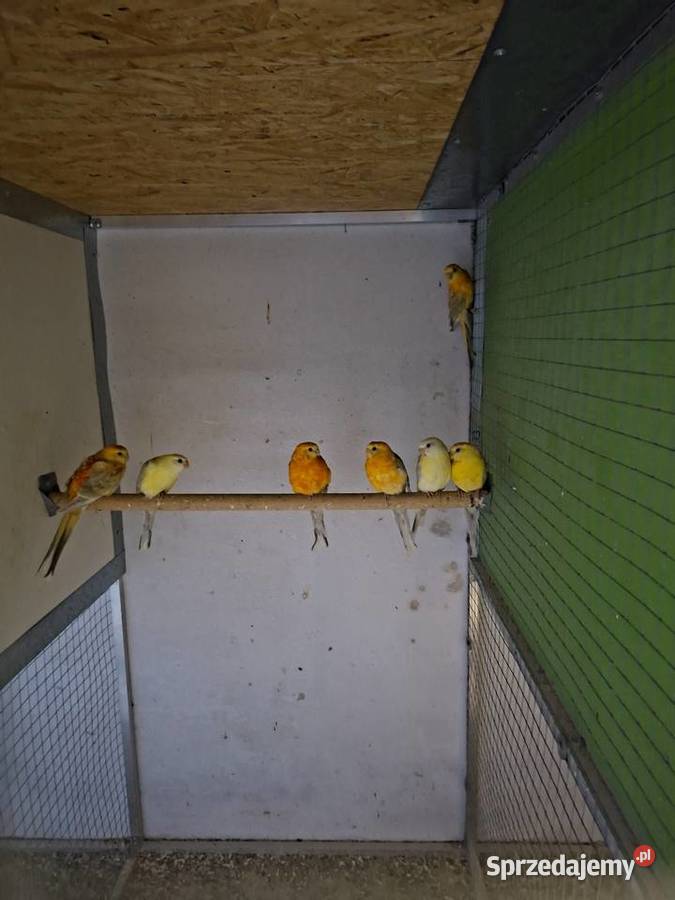 Swiergoty Rzeszotary sprzedam