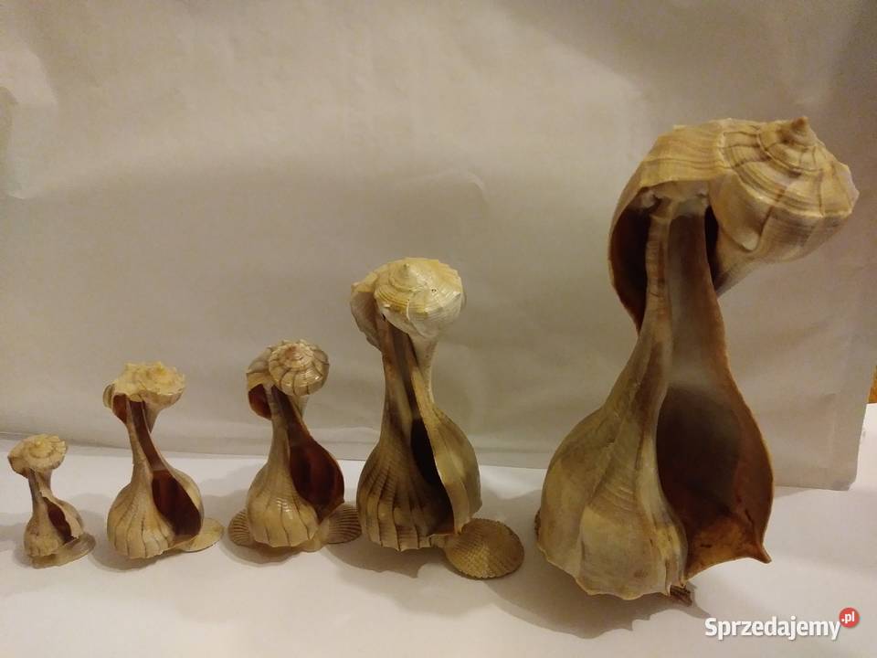 figurki z muszelek pelikany Łódź