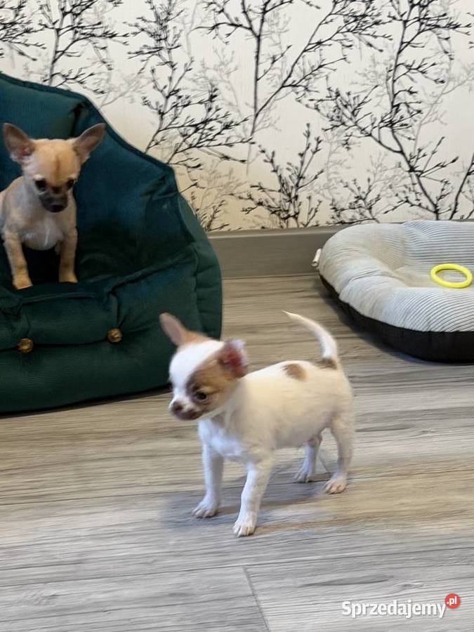 Chihuahua pieski Zduńska Wola sprzedam