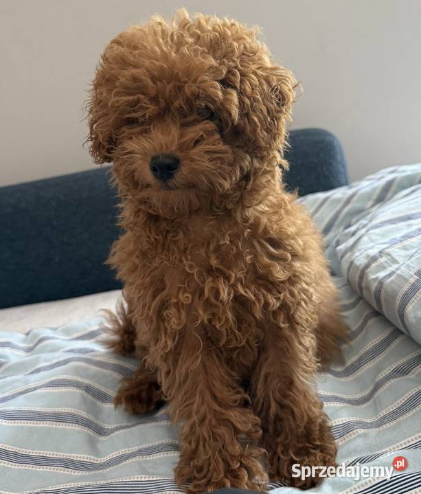 Maltipoo dziewczynka prześliczna małych dolnośląskie
