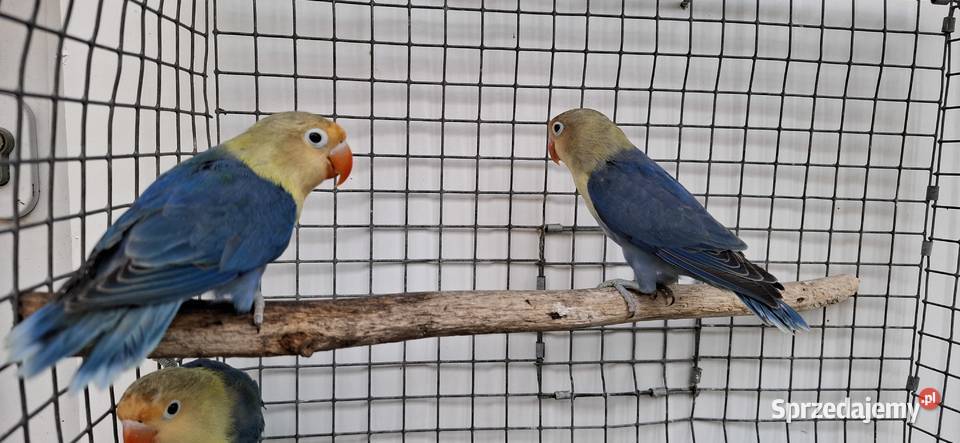 Nierozłączki Ptaki Zakliczyn