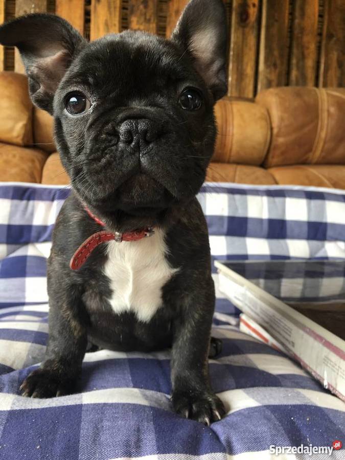 Buldog francuski Nowy Sącz