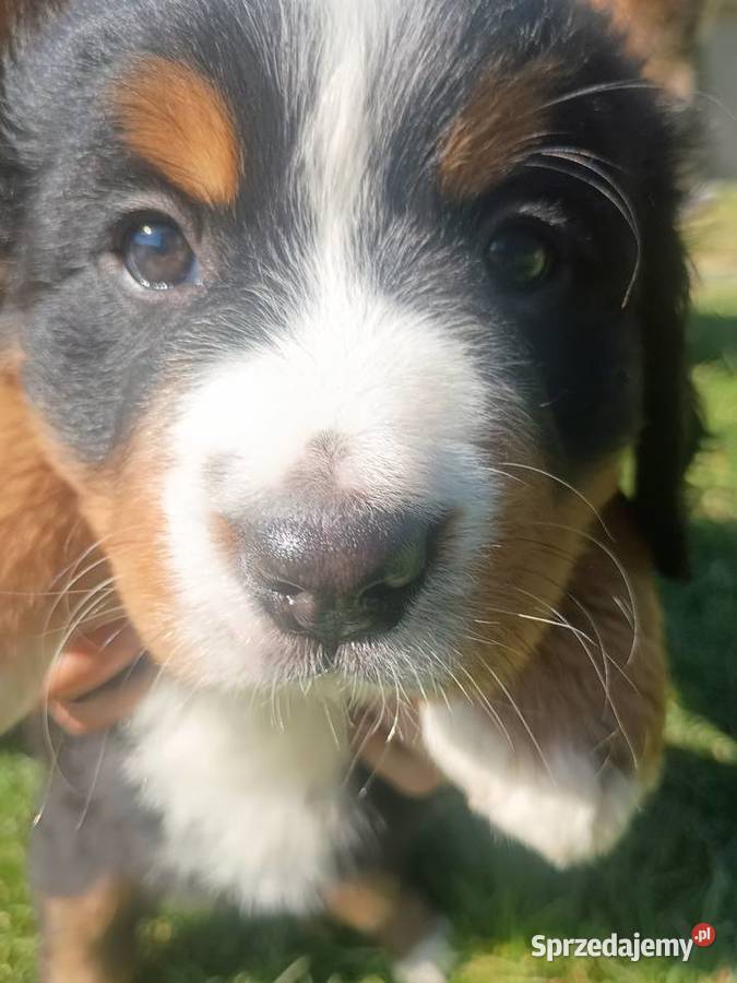 Berneński Pies Pasterski Miechów sprzedam