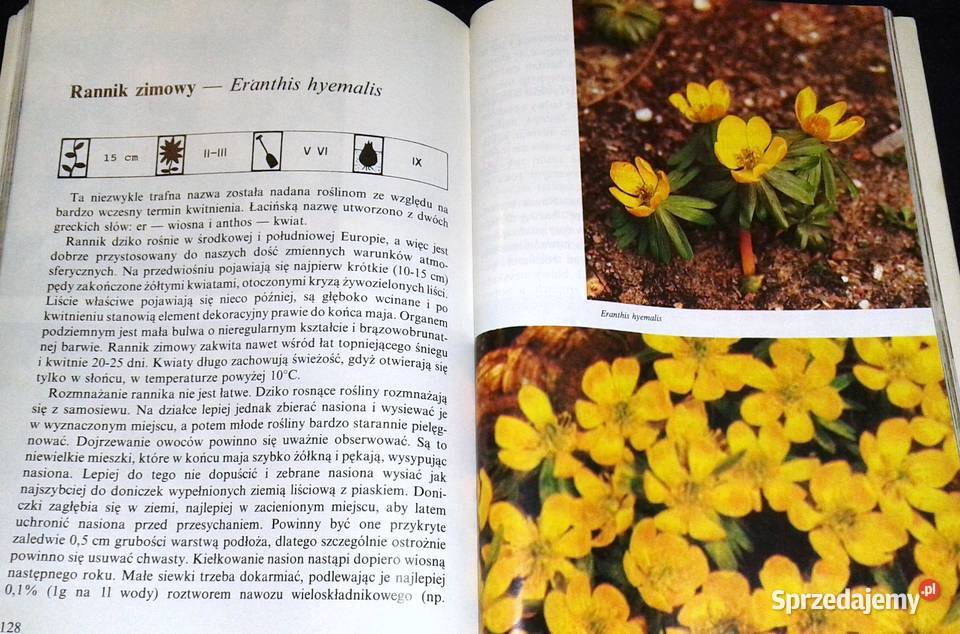 Kwitnące cebule Ozdobne rośliny cebulowe i Rok wydania 1992 lubelskie Chełm sprzedam