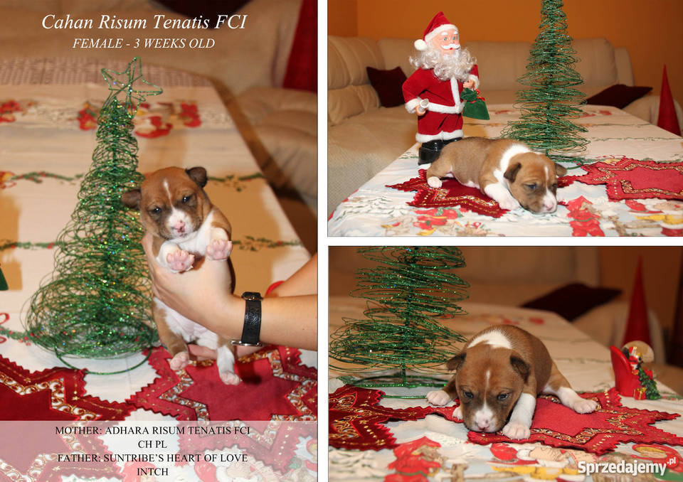 Szczeniaki Basenji Psy pomorskie