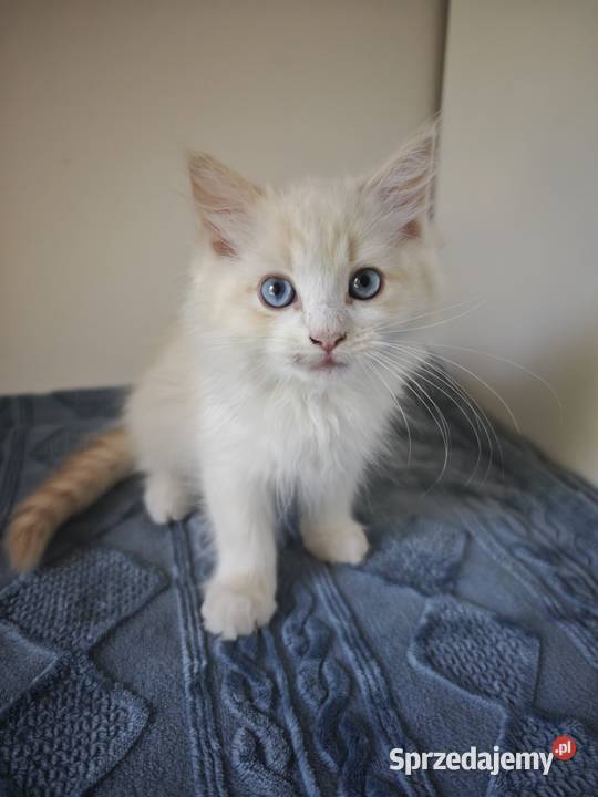 Kocięta Ragdoll Kremowe Lynx Bicolor Kołaków