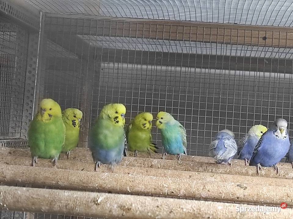 Papużki faliste Wilga