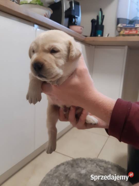 Labrador Milejowice