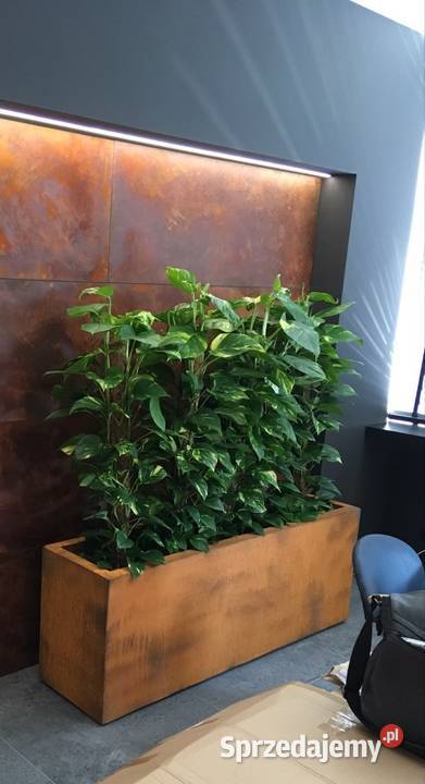 DONICE MROZOODPORNE opolskie Łosiów