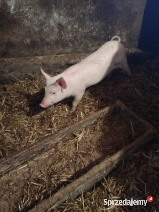 Sprzedam prosięta Gózd sprzedam
